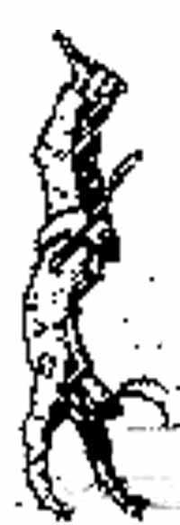 Arlecchino graphic where he is walking on his hands. 